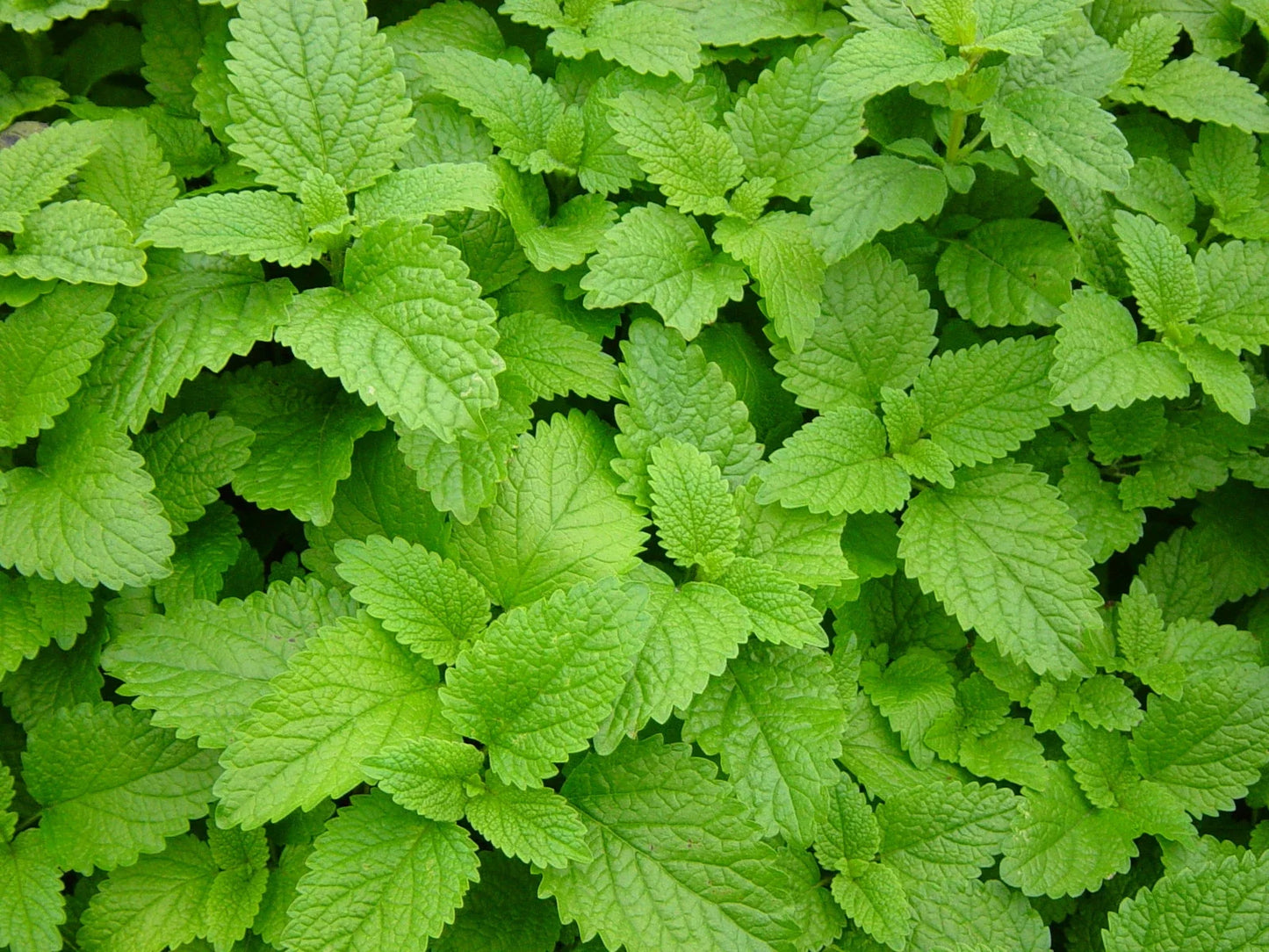 Lemon Balm Herb Seeds Pack – Melissa officinalis – 500+ Non-GMO Seeds for Culinary, Tea & Aromatic Gardens