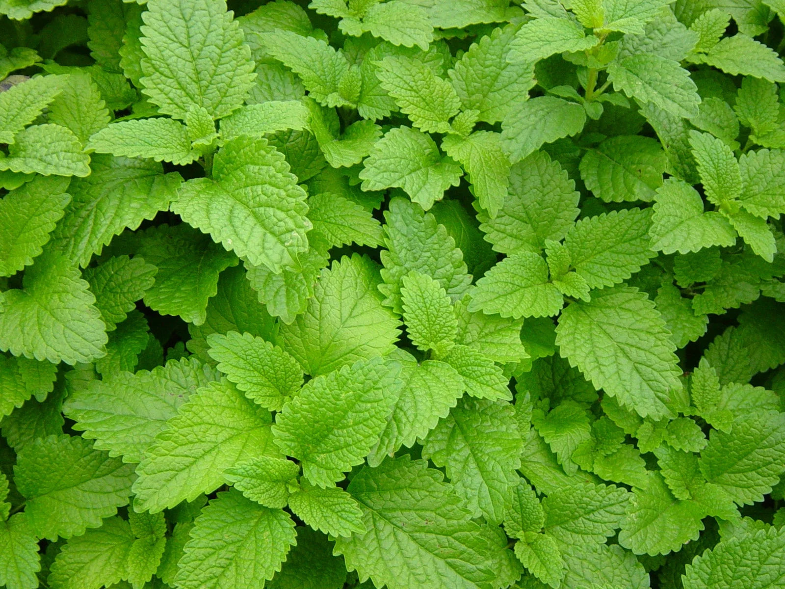 Lemon Balm Herb Seeds Pack – Melissa officinalis – 500+ Non-GMO Seeds for Culinary, Tea & Aromatic Gardens