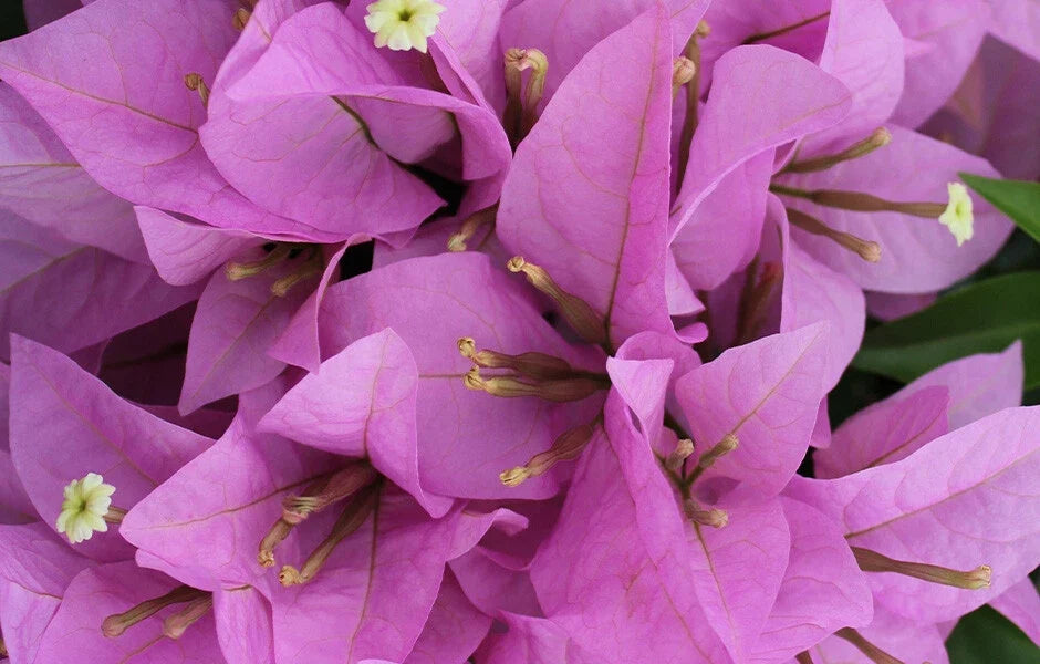 Bougainvillea Starter Plant - Rijnstar Lila - Well Rooted Plug - Bougainvillea spectabilis - Drought Tolerant, Climbing, Full Sun