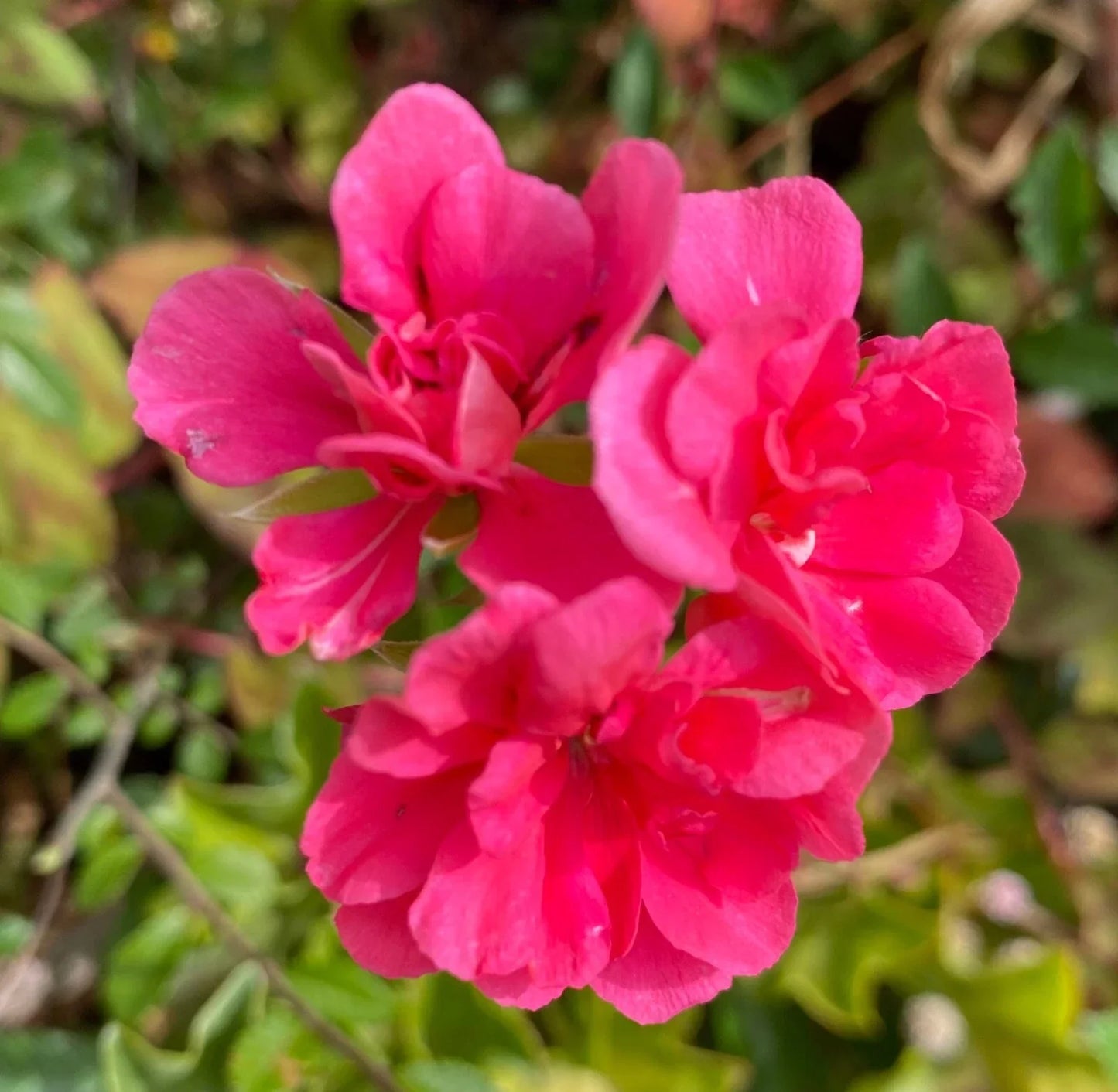 Fragrant Pink Flower Geranium Cuttings - 3 Rooting/Grafting Cuttings - Pelargonium spp.
