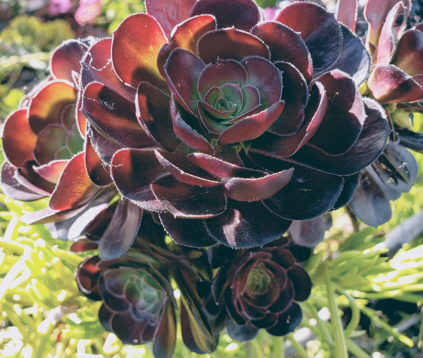 Aeonium Succulent Cutting 3-5" Black Rose Zwartkopf, Aeonium arboreum 'Zwartkopf' Propagation Plant
