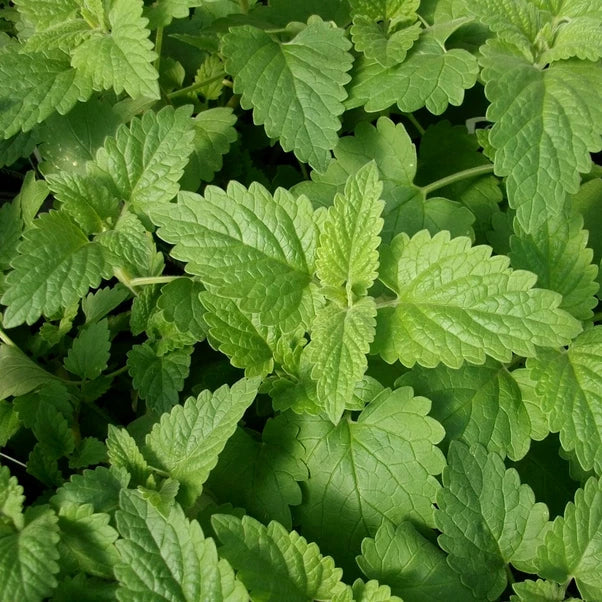Catnip Seeds 2,000 Non-GMO Heirloom Organic Nepeta cataria for Cats and Garden Pollinators