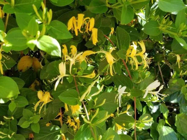 Osage Orange Tree Seeds - 20 Organic Maclura Pomifera Seeds for Planting