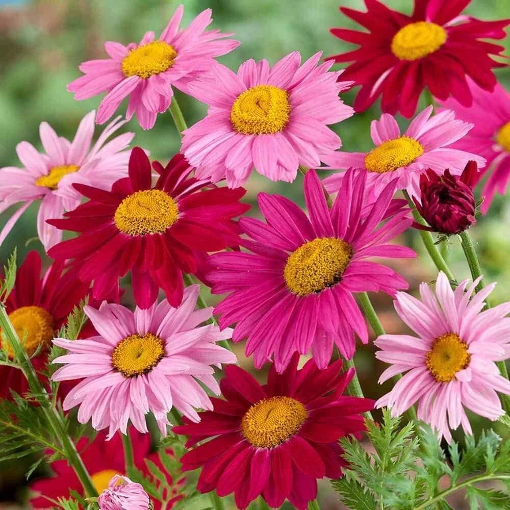 Painted Daisy Seeds 1,000 Count - Perennial Chrysanthemum Flower Seeds for Garden Planting