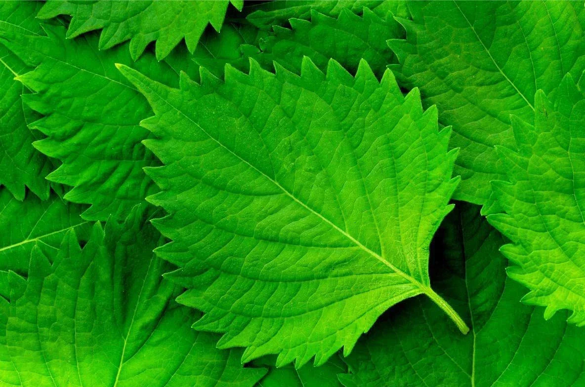 Green Shiso Seeds (100+ Seeds) - Perilla frutescens Japanese Herb for Planting