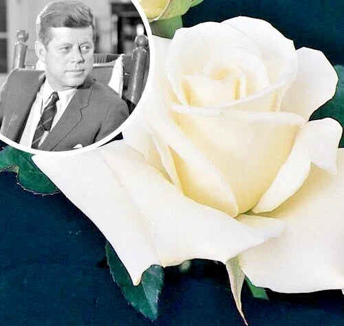 White Fragrant Hybrid Tea Rose Bush - John F. Kennedy (Rosa 'JFK') - Live Plant, 1-2 Feet Tall