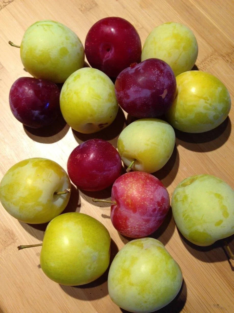 Japanese Red & Yellow Plum Cuttings - Edible Landscaping, Juicy Fruits, Prunus salicina, 2 Pack