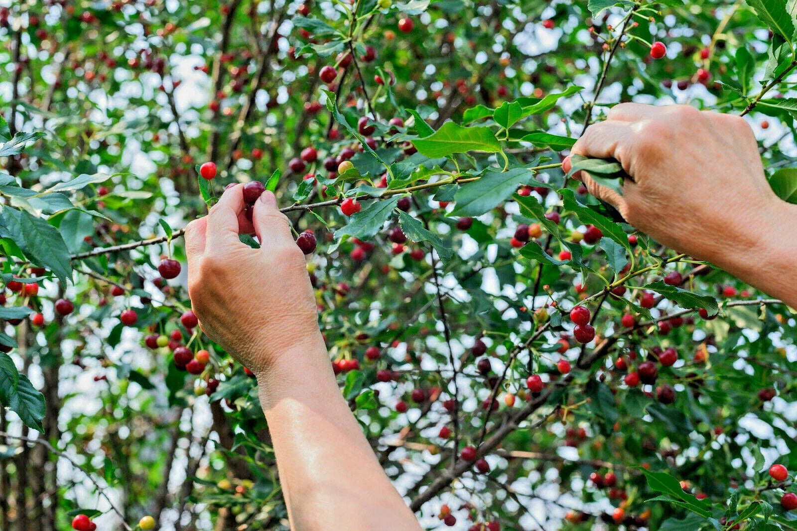 St Lucie Cherry Tree Seeds 15 Pack Prunus Mahaleb Greek Spice Medicinal Grafting Seeds