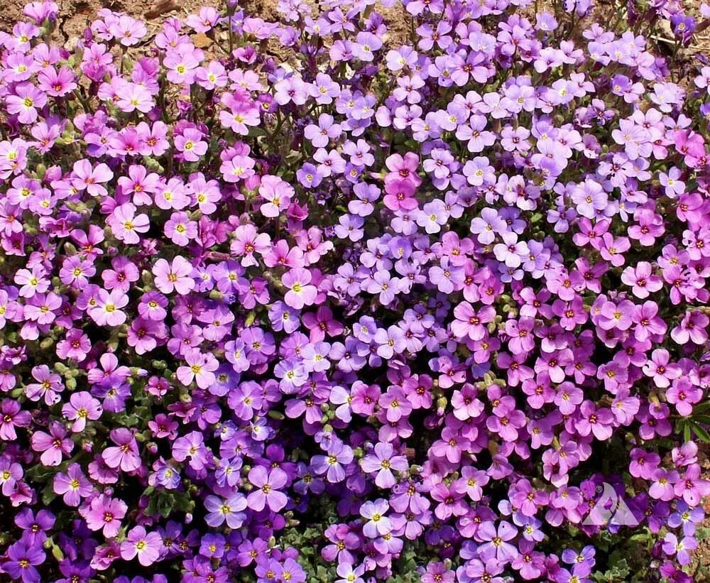 Rock Cress Seeds - 1000 Non-GMO Purple Aubrieta Ground Cover for Pollinators, Drought Tolerant, Low Maintenance, Perennial, Zones 3-9