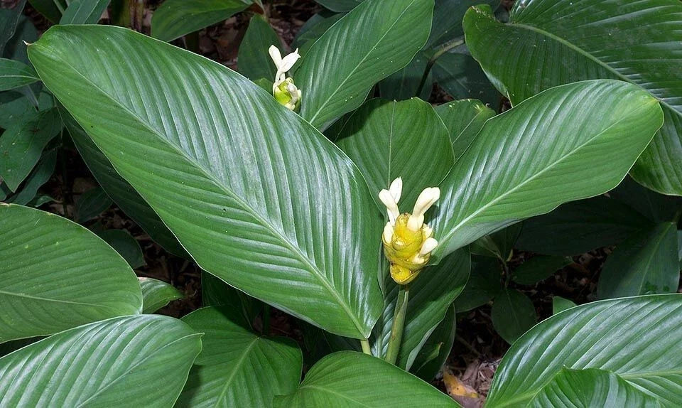 Calathea Marantifolia Seeds - 25+ Pack for Indoor & Outdoor Gardening - Tropical Perennial Herb Seeds