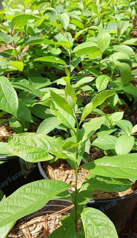 Persimmon Trees - 3 Pack Native American Diospyros Virginiana Seedlings for Home Garden