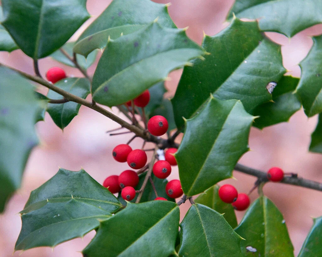 American Holly Seeds 30 Pack Ilex opaca Southern Evergreen for Landscaping & Garden Use