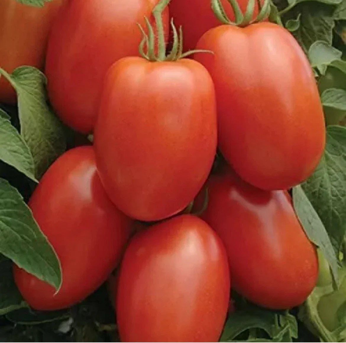 Non-GMO Roma Tomato Seeds - Organic Home Garden Plant for Beginners - Solanum lycopersicum, 25 Pack