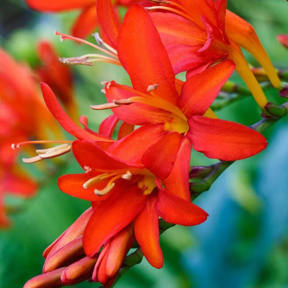 Crocosmia Bulbs - 3 Fresh Mistral Bulbs - Attract Hummingbirds & Butterflies