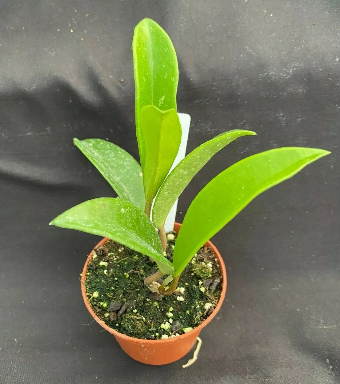 Hoya sp. AH 074 Green Plant, Rooted in 2.5" Pot, Rare Indoor Hoya Carnosa, Vining, Low Maintenance