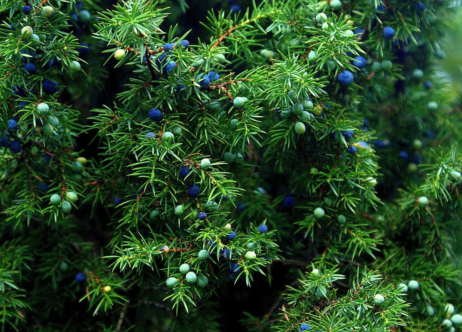 Juniper Seeds - 5+ Premium Juniperus monosperma Evergreen Seeds for Landscaping and Wildlife