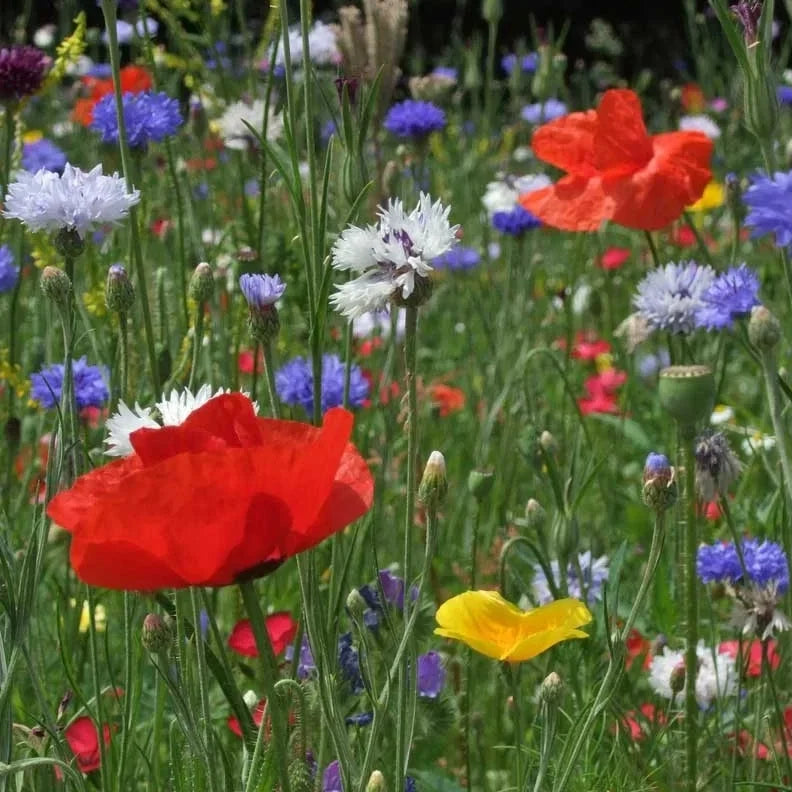 Wildflower Seeds - 500+ Bold Color Annual Blend - 10 Varieties for Gardens and Pollinators
