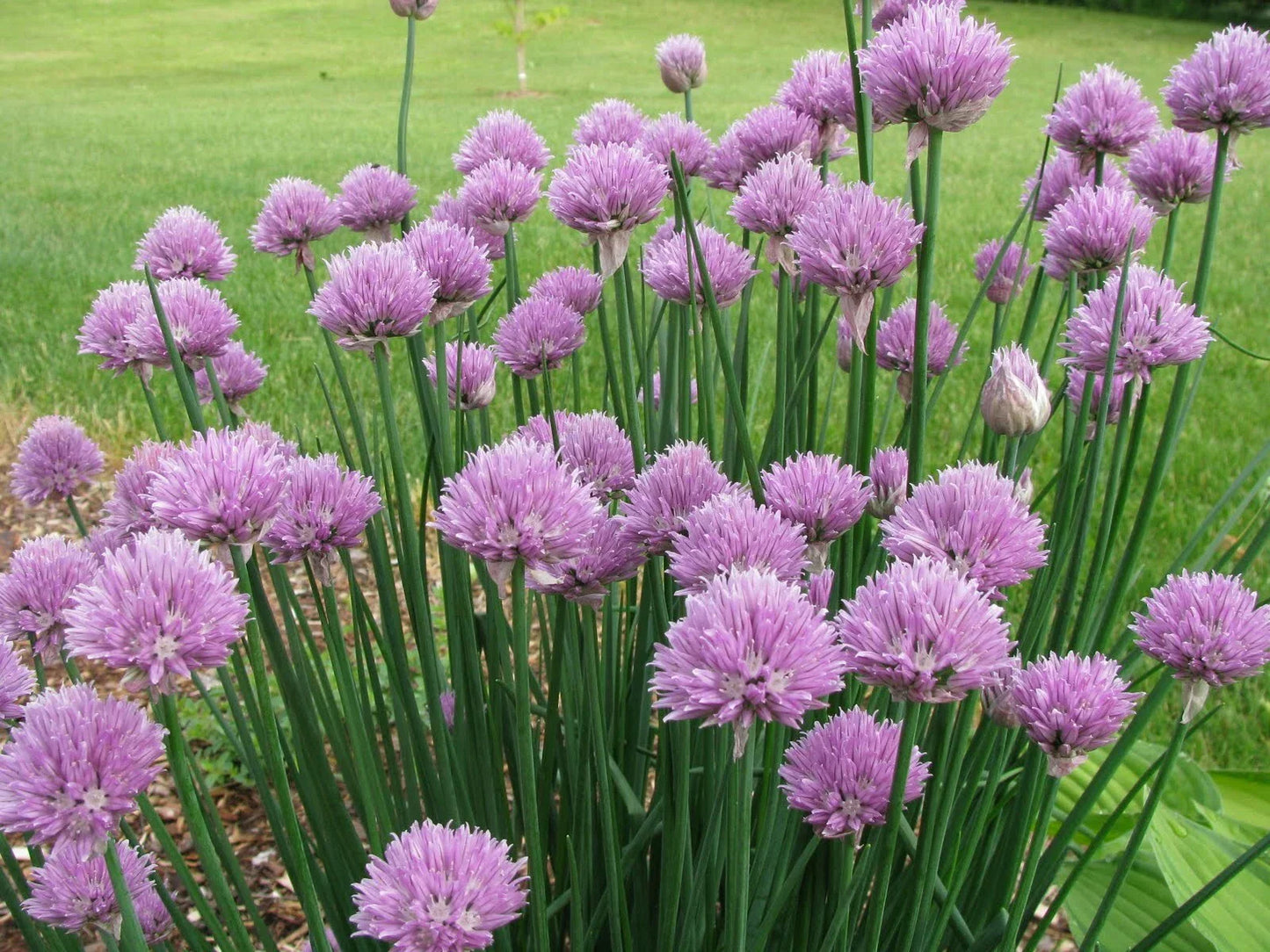 Onion Chives Seeds - 500+ Organic Allium schoenoprasum Herb Seeds