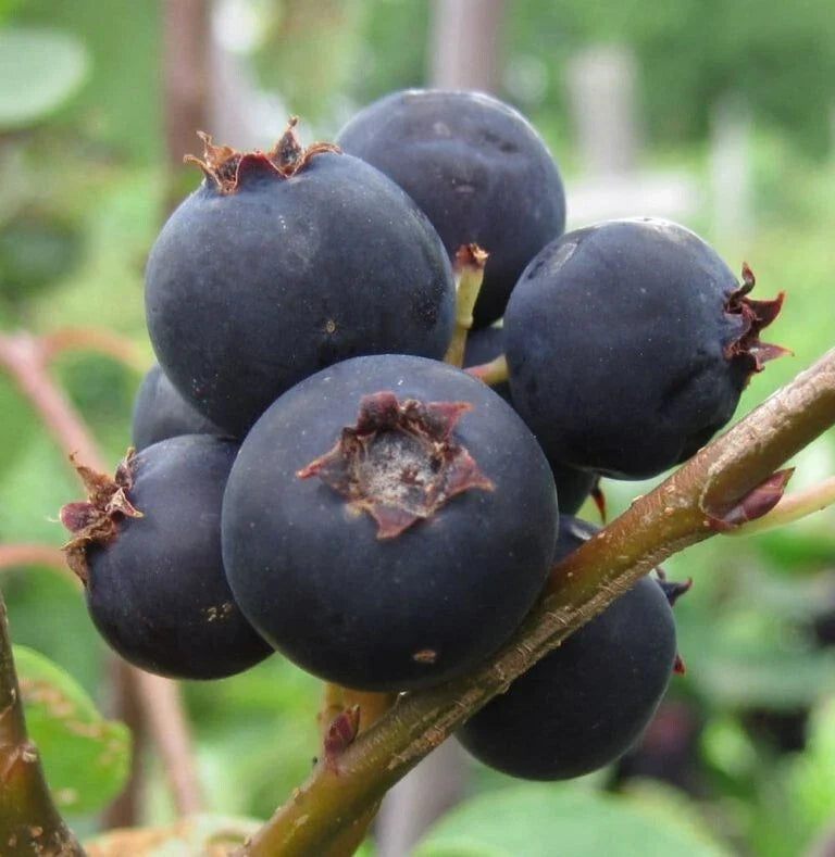 Serviceberry Plant Bare Root Jennybelle Variety Edible Fruit Amelanchier obovalis Zones 5-8