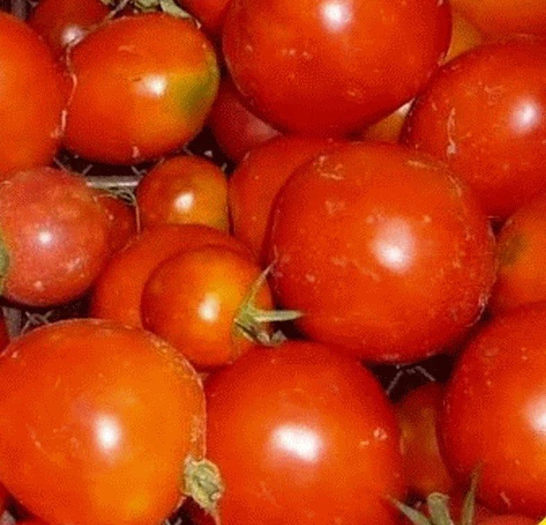 Siberian Tomato Seeds 100+ Pack - Determinate Variety for Cooler Climates - Solanum lycopersicum