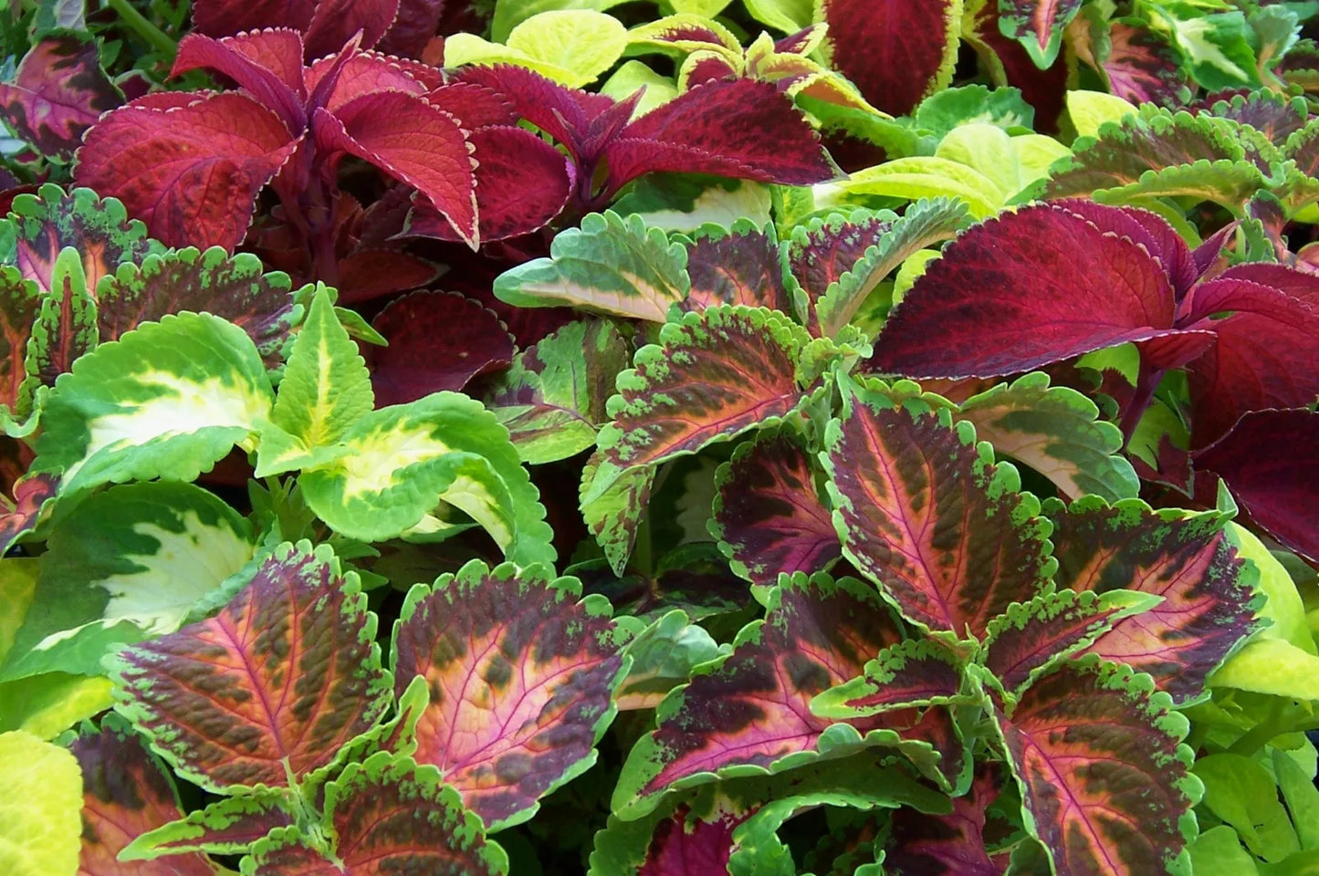 Coleus Seeds 435 Count - Colorful Shade Foliage - Plectranthus scutellarioides - GroCo USA