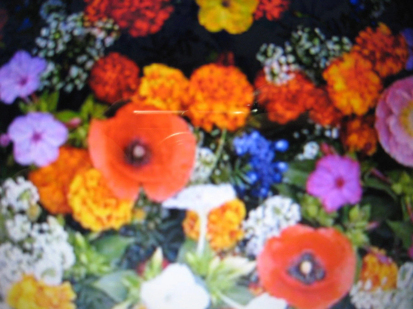 Wildflower Seed Mix - Glorious Color Blend for Dryland Gardens - Native Pollinator Seeds - Drought-Tolerant Annuals & Perennials