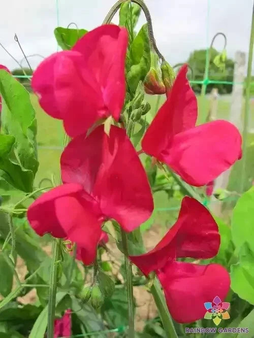 Sweet Pea Seeds, 50+ Pack, Pink & Rose Flowers, Lathyrus odoratus, Climbing Vine, Non-GMO, Easy to Grow, Garden Planting