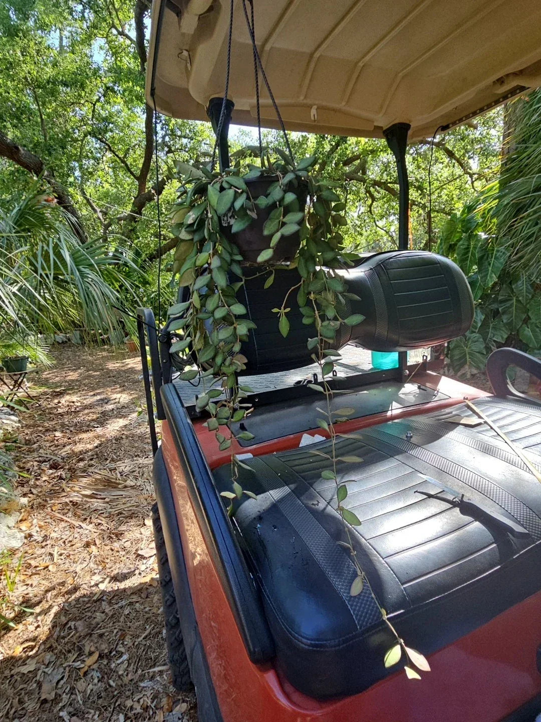 Hoya Burtoniae Live Plant in 6" Hanging Pot - Bilobata Wax Plant