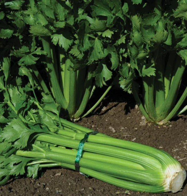 Tendercrisp Celery Seeds - Pack of 200 Non-GMO Seeds for Planting Apium graveolens, Fresh Seeds for Home Gardens & Containers