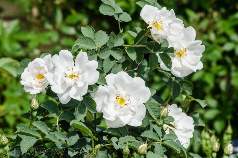 Fragrant Rosa Alba White Rose of York Shrub Rose Cuttings – 3 Stem Set, 6-8 Inches, Hardy, Full Sun, Garden Plant