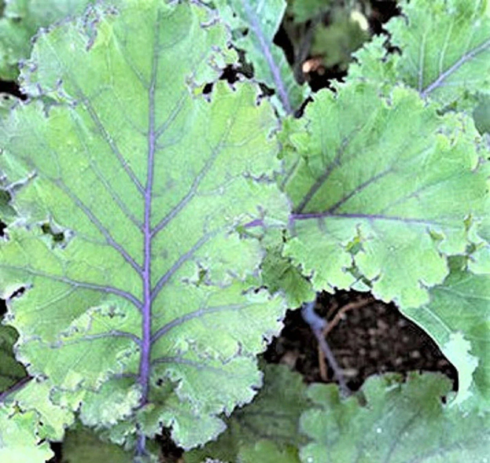 Scarlet Kale Seeds - NON-GMO, 100+ Heirloom Vegetable Garden Seeds, Brassica oleracea var. sabellica, Vibrant Red and Green Leaves