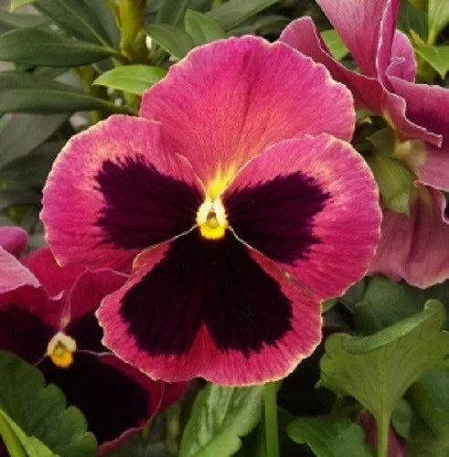 Pansy Seeds Pack - 50 Delta Premium Rose Viola x wittrockiana for Garden, Containers, Borders