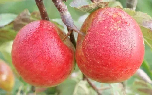 Chivers Delight Apple Seeds - 25+ Pack for Gardening - Malus domestica - Red Fruit - USA Grown