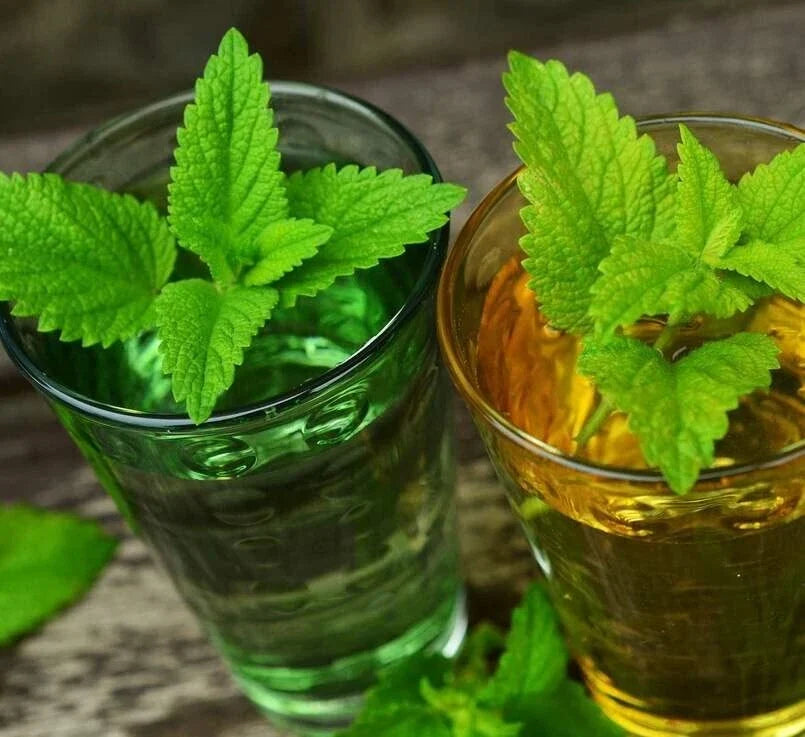 Lemon Balm Seeds 500 Melissa officinalis Organic Herb for Gardening, Culinary & Tea Use