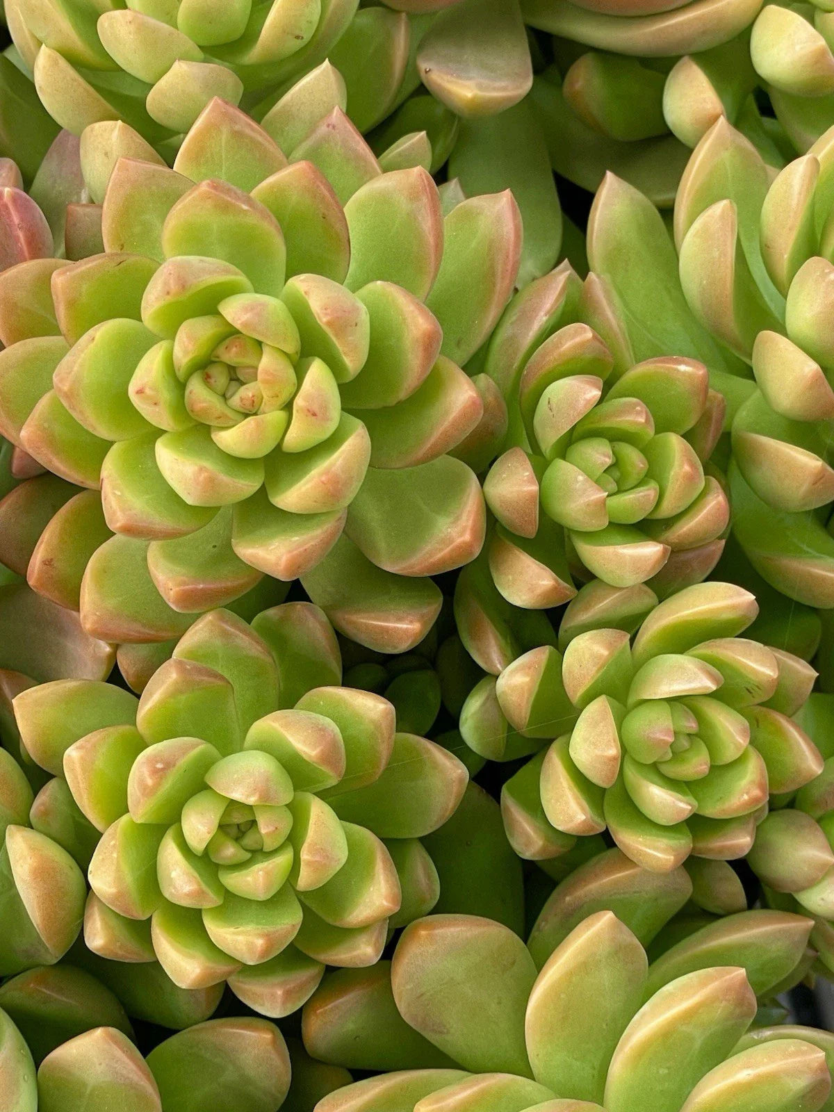 Sedum Adolphi Golden Glow Succulent Cutting 2-Inch Live Plant, Easy Care, Drought Tolerant, Indoor or Garden Decor