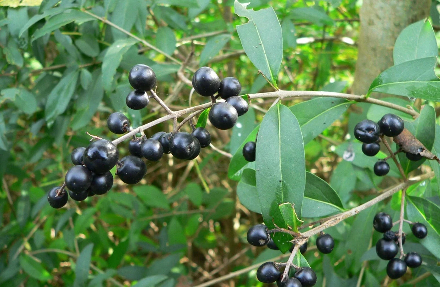 Common Privet Seeds, Ligustrum vulgare, Hedge Plant, 20 Pack, Fast-Growing Privacy Shrub for Landscaping