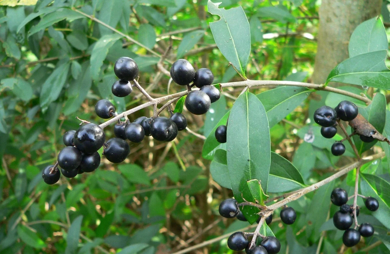 Common Privet Seeds, Ligustrum vulgare, Hedge Plant, 20 Pack, Fast-Growing Privacy Shrub for Landscaping