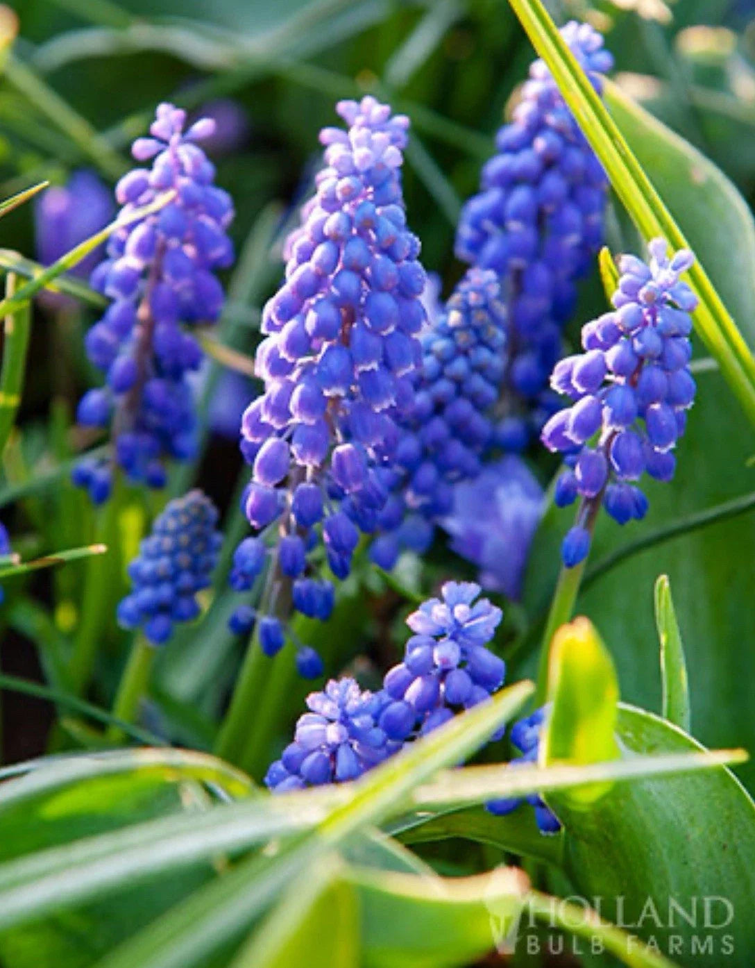 Blue Grape Hyacinth Bulbs 8-9cm - Muscari armeniacum for Spring Garden Naturalizing, Border, Flower Bed