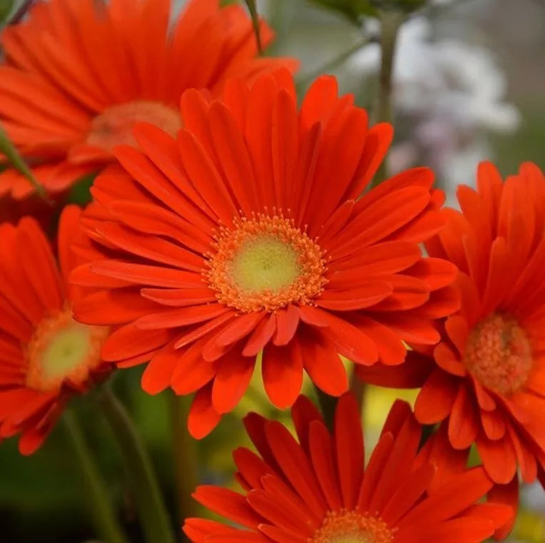 Gerbera Daisy Live Plant 3-Inch Pot Red Orange Sweet Glow Gerbera jamesonii Indoor Garden Flower