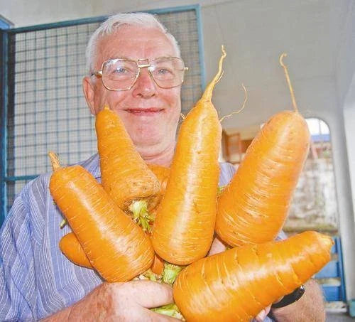 Giant Carrot Seeds - 200 Pack - Rare Blend - Daucus carota - Nutritious, Antioxidant-Rich, Organic, Easy to Grow