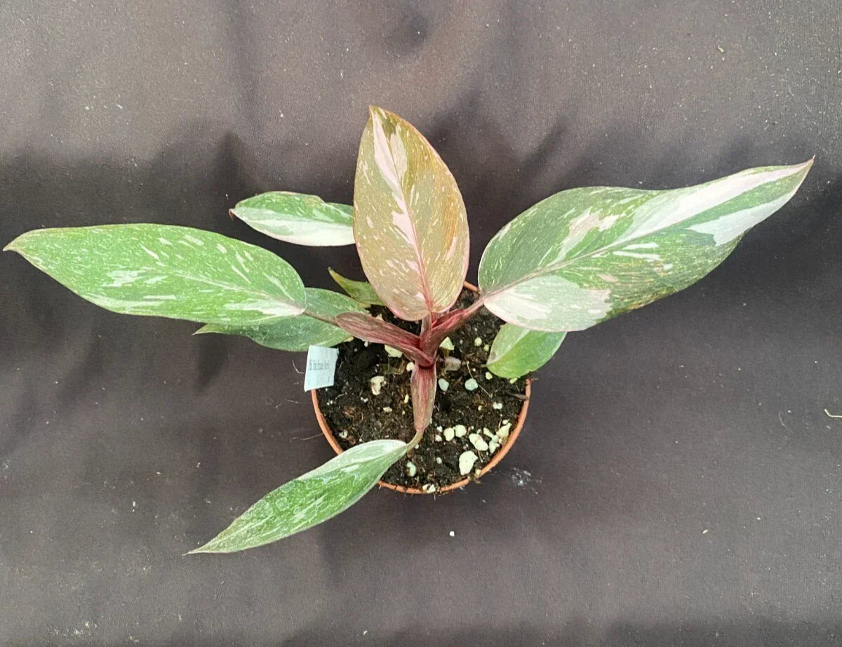 Philodendron Pink Princess Marble Rooted Plant in 3" Pot – Variegated Indoor Houseplant