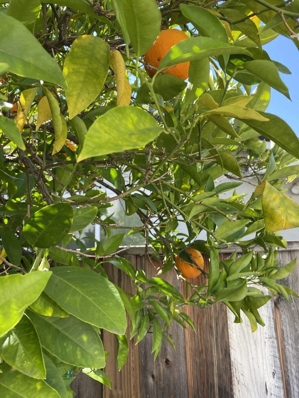 Washington Navel Orange Cuttings - 6 Un-rooted Citrus sinensis for Home Propagation
