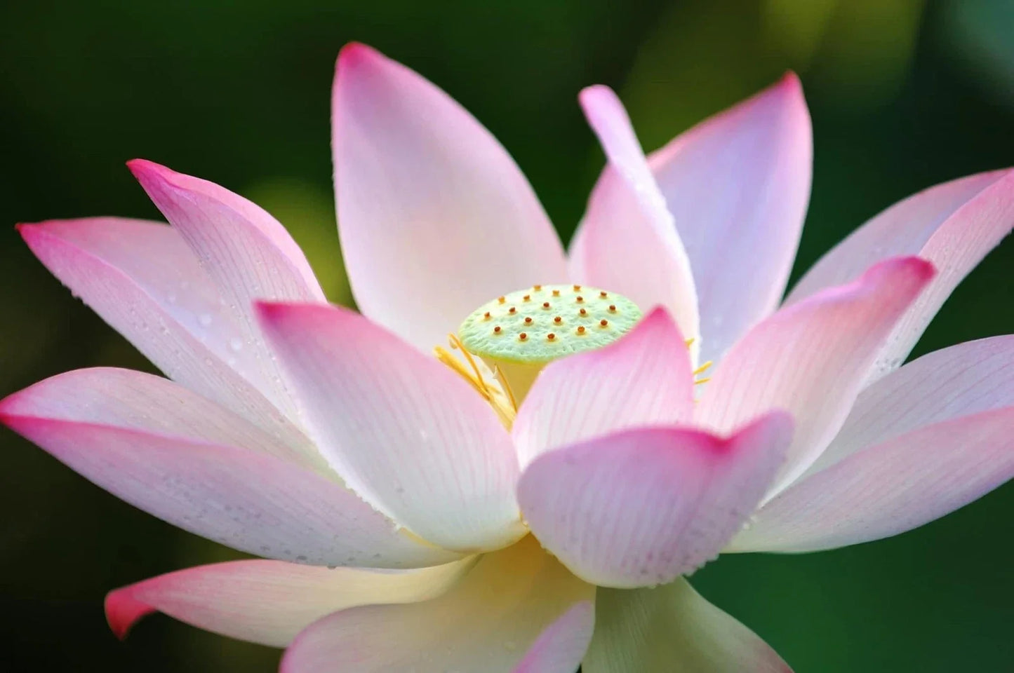 Lotus Seeds for Planting - 30 Pack - Aquatic Plant for Water Gardens & Ponds - Nelumbo nucifera