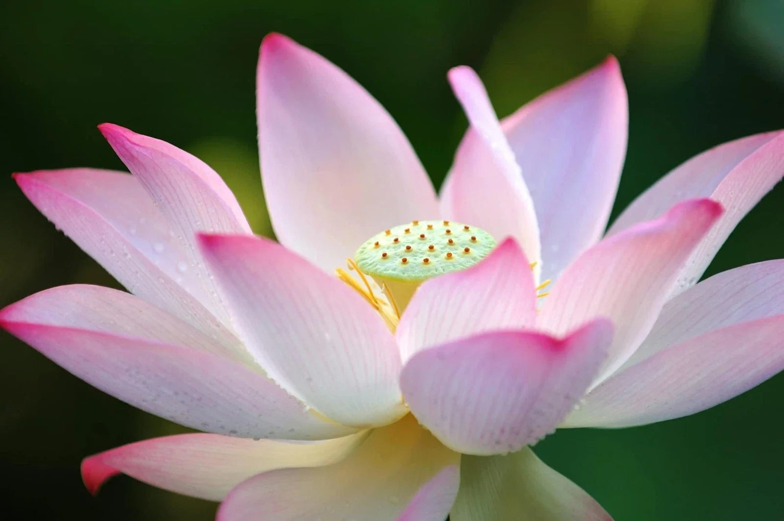 Lotus Seeds for Planting - 30 Pack - Aquatic Plant for Water Gardens & Ponds - Nelumbo nucifera