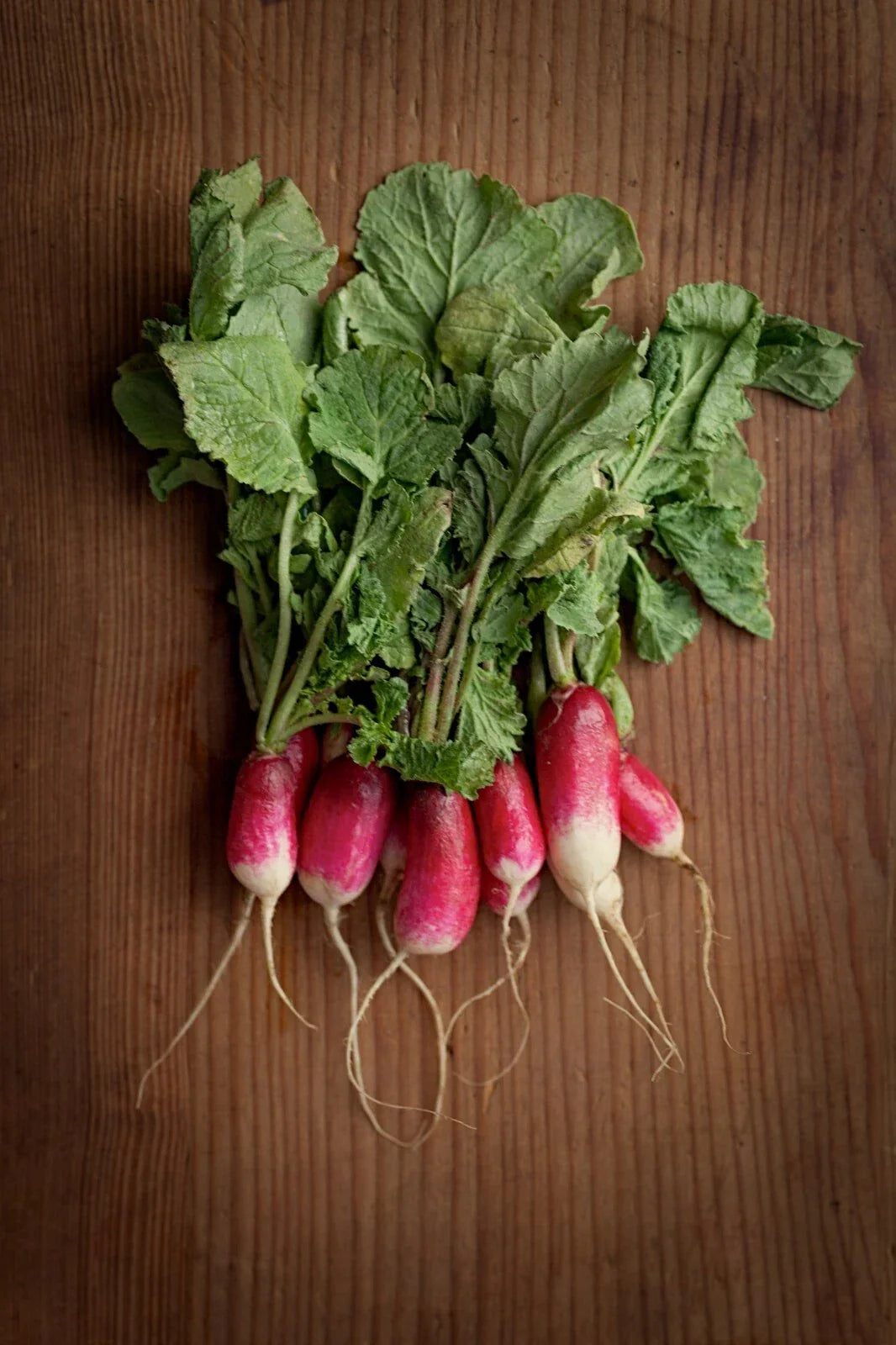 Heirloom French Breakfast Radish Seeds - NON-GMO, Fast Growing, 200+ Seeds