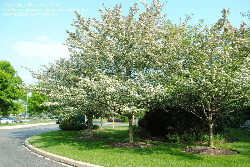 Green Hawthorn Tree Live Starter Plant - Bare Root, Crataegus viridis, White Flowers & Red Fruit, 16-24 Inches