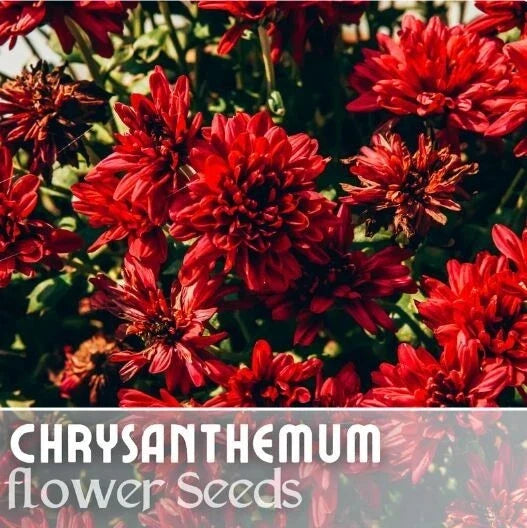 Sublime Cherry Mum Seeds - 200+ Annual Chrysanthemum Flower Seeds - Vibrant Cherry Color - Chrysanthemum x morifolium