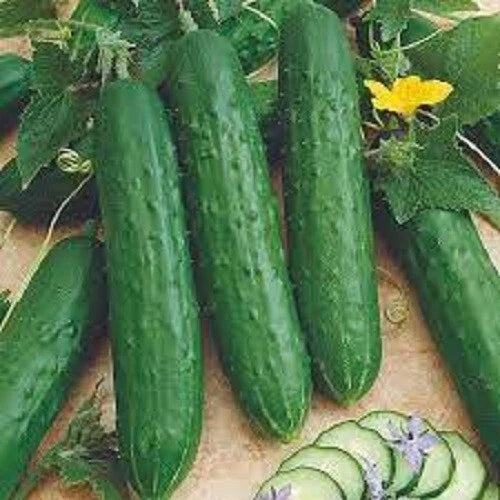 Heirloom Cucumber Seeds - Spacemaster Bush Variety for Containers - Cucumis sativus - Compact, High Yield