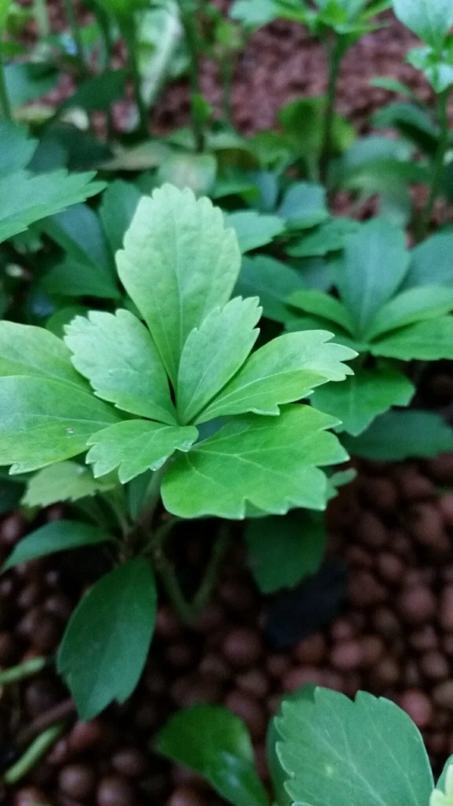 15 Pachysandra Terminalis Cuttings - Evergreen Ground Cover for Shade & Sun, Cold Hardy Perennial