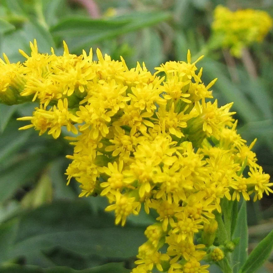Goldenrod Bare Root Plant – Solidago spp. – Vibrant Yellow Flowering Perennial for Gardens